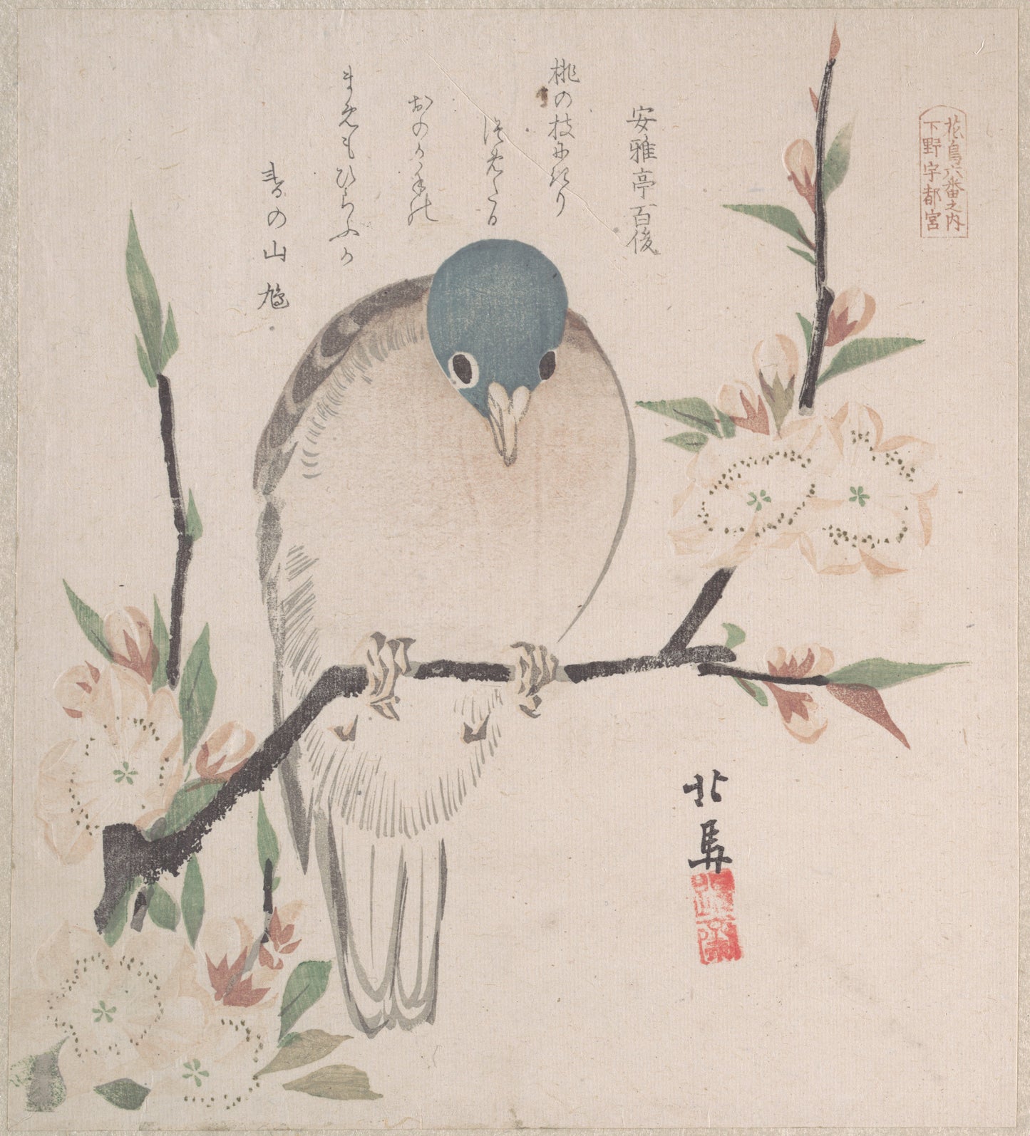 Mountain Dove and Peach Flowers